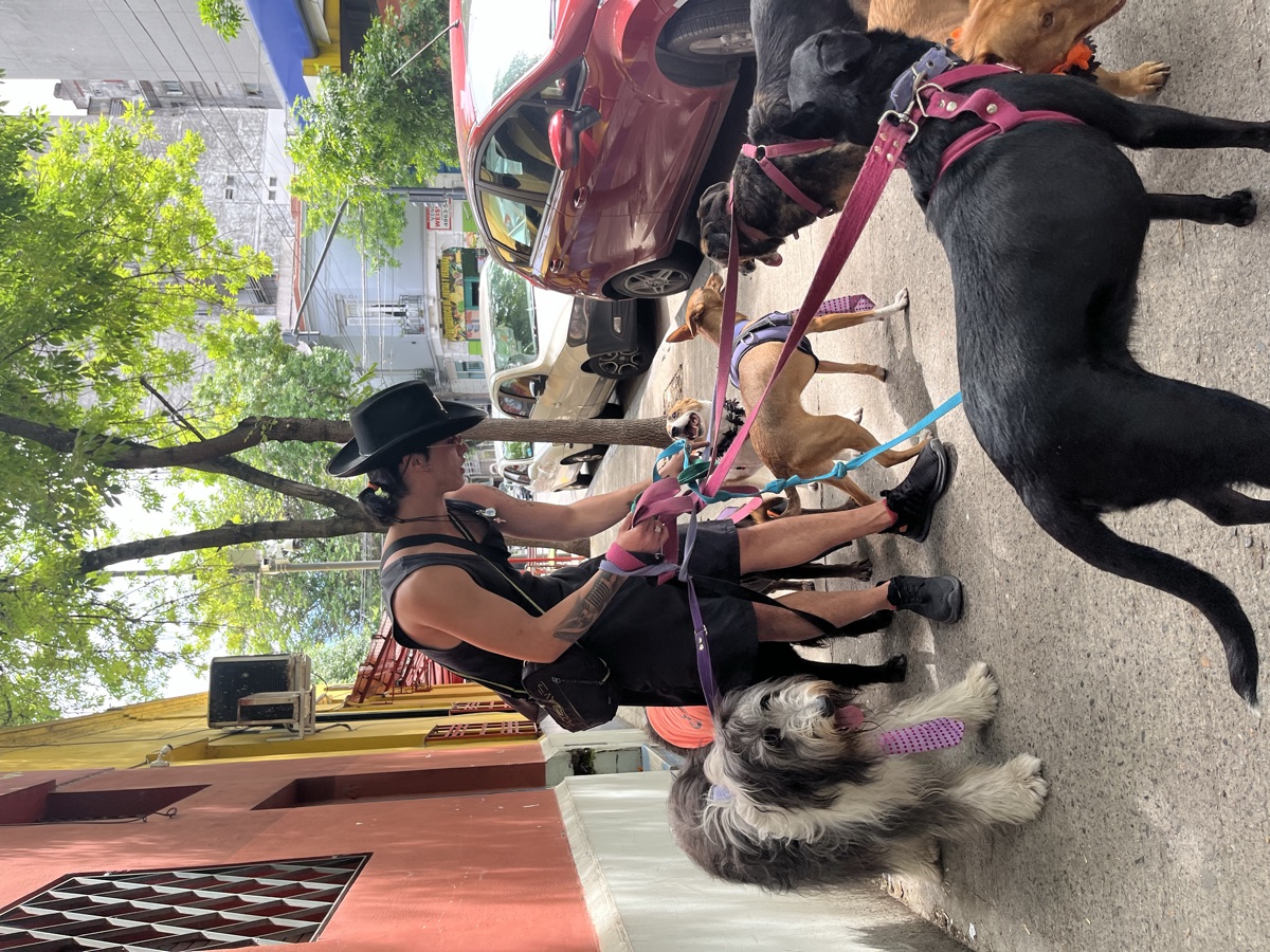 Mountain Dogs equipo