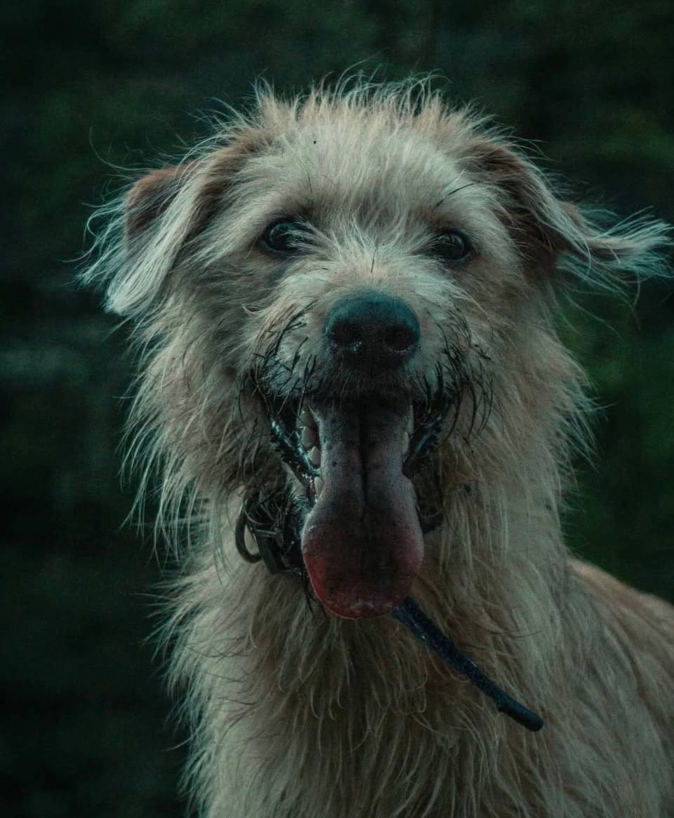 Alma, una de la manada de Mountain Dogs